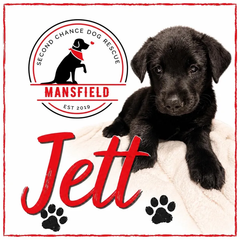 Jett thumbnail 2