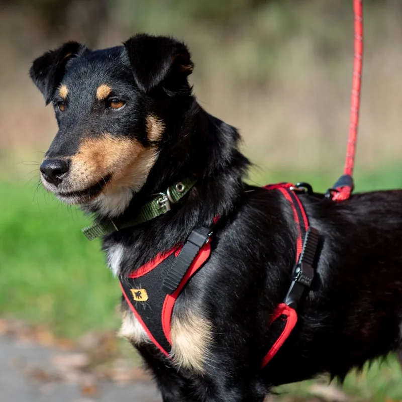 A young small-sized male Miniature Pinscher dog named Shurik for adoption in Morristown, NJ
