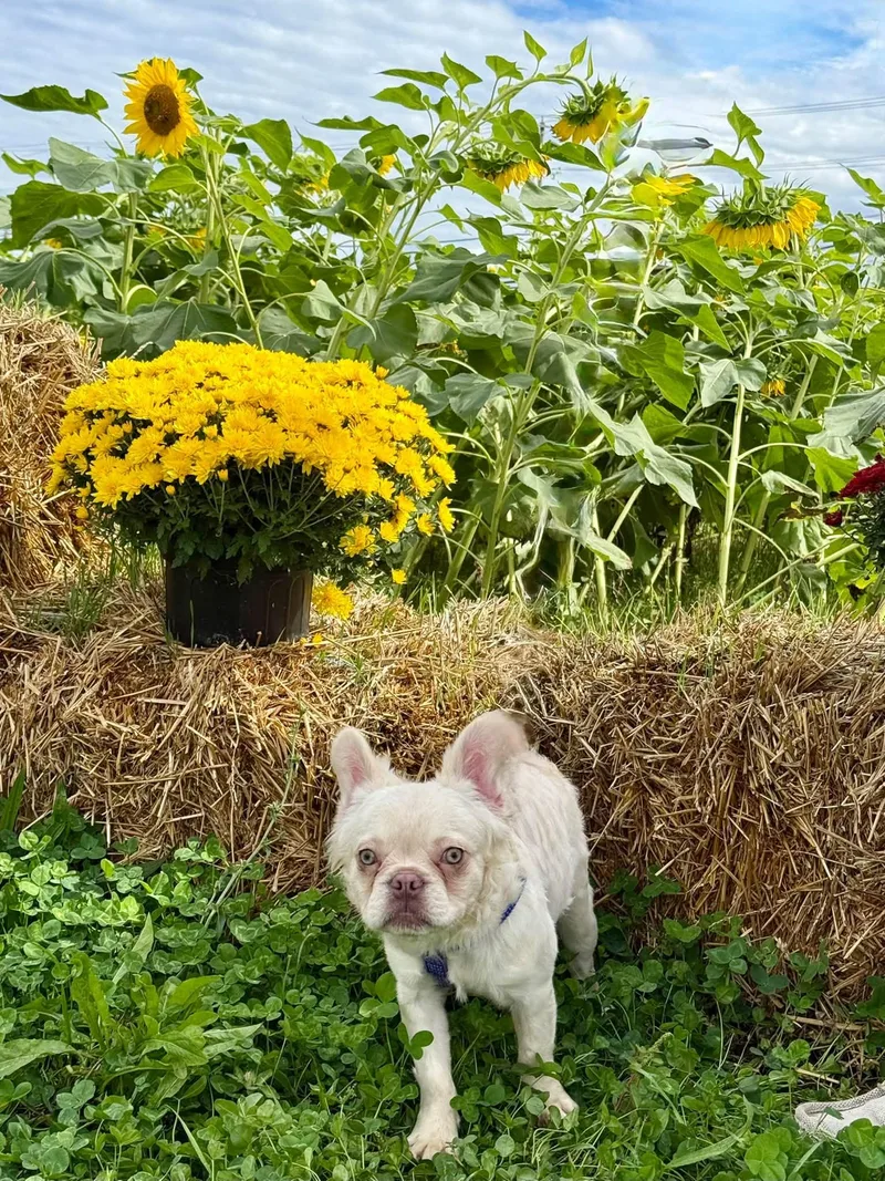 A baby small-sized male French Bulldog dog named Skin Walker for adoption in Salisbury, MD