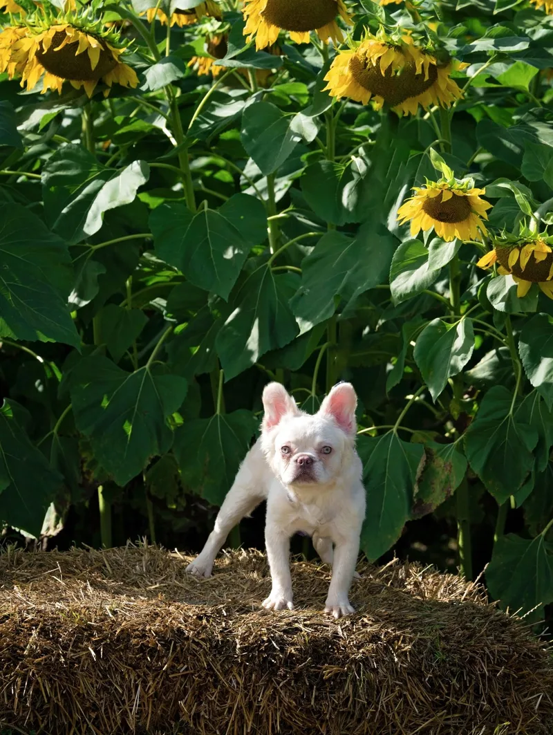 Skin Walker thumbnail 3