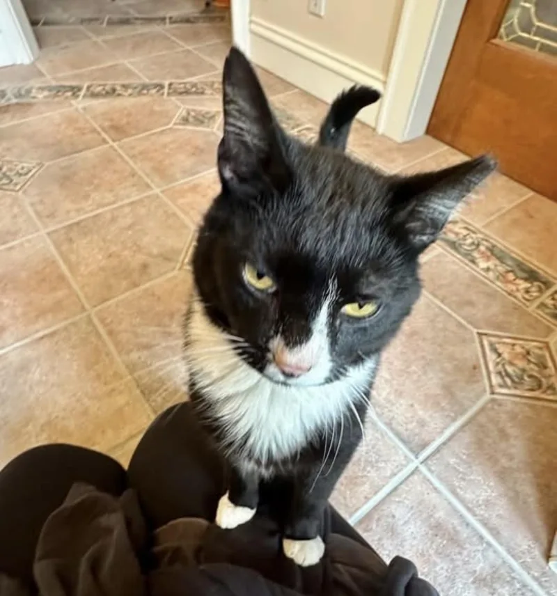 A young medium-sized male Black & White / Tuxedo Domestic Short Hair cat named Reggie for adoption in Cincinnati, OH