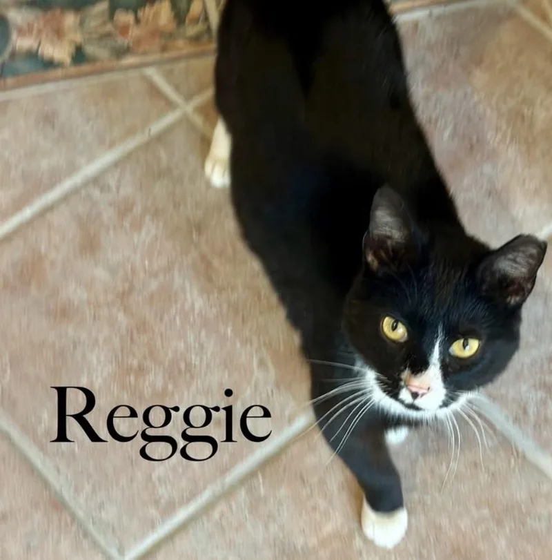 Reggie thumbnail 2