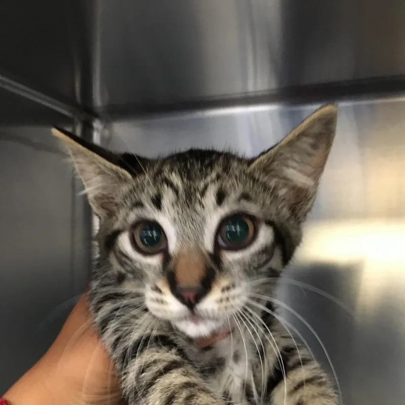 A baby small-sized female Brown / Chocolate Domestic Medium Hair cat named Wilma Flintstone for adoption in Ojai, CA
