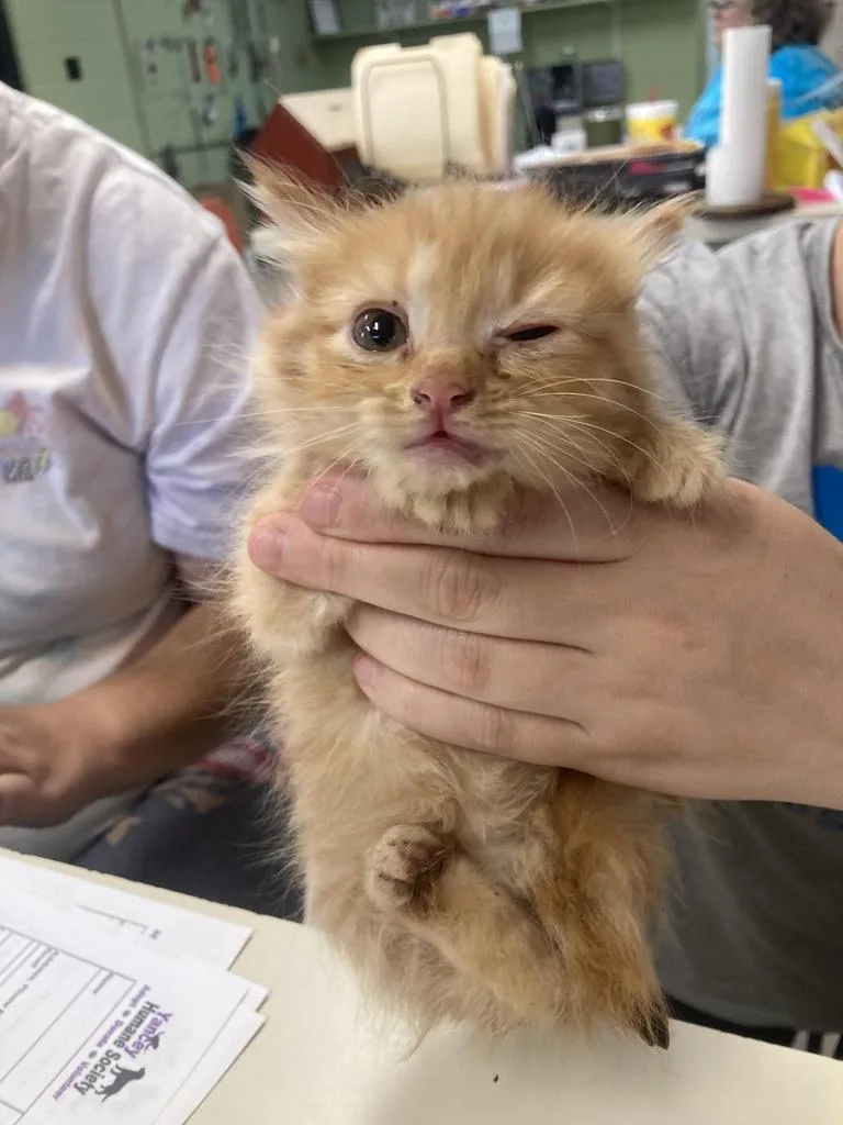 A baby medium-sized male Domestic Short Hair cat named Jitterbug for adoption in Burnsville, NC