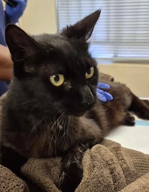 An adult small-sized male Domestic Short Hair cat named Frankie for adoption in Lodi, CA