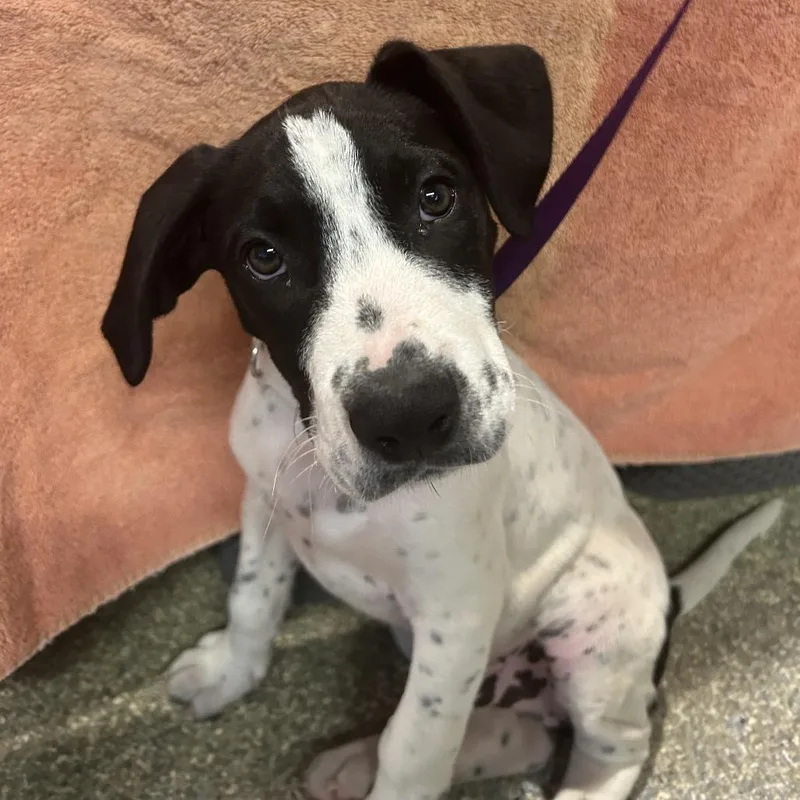 A baby small-sized male White / Cream Great Dane dog named Ivhsstray for adoption in San Gabriel, CA