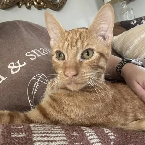 Waffles thumbnail 2