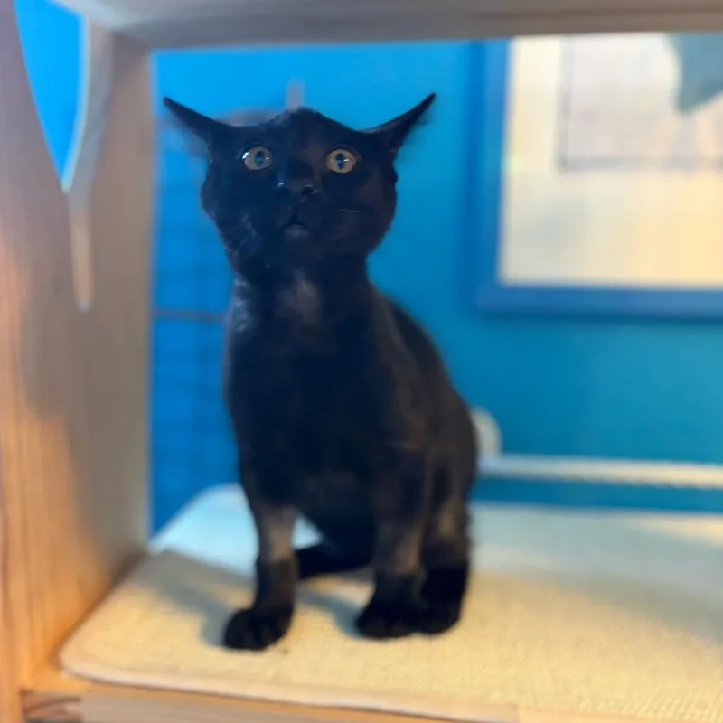 A baby small-sized male Black Domestic Short Hair cat named Felix for adoption in Los Angeles, CA