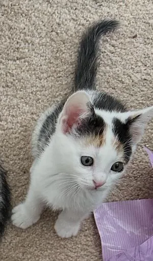 A baby small-sized female Domestic Short Hair cat named Linen for adoption in La Jolla, CA