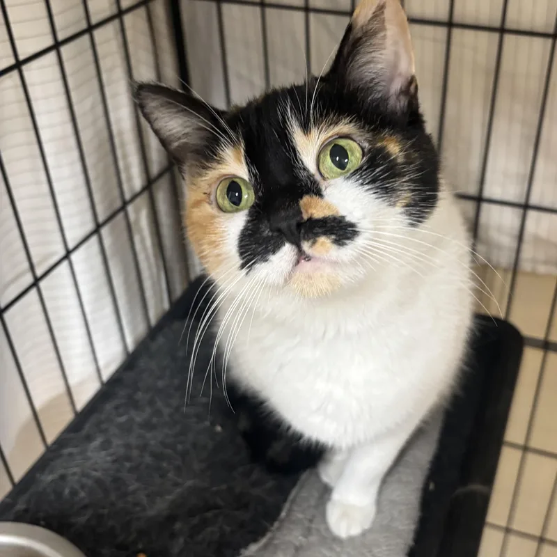 An adult medium-sized female Calico Domestic Short Hair cat named Darla COME MEET for adoption in Alpharetta, GA