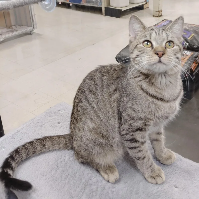 A baby medium-sized male Domestic Short Hair cat named Woody for adoption in Rock Hill, SC