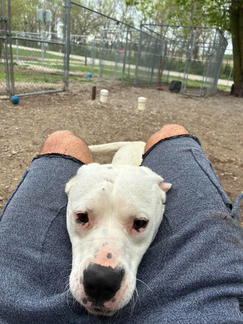 A young medium-sized female White / Cream Boxer dog named MiMi for adoption in Mason City, IL