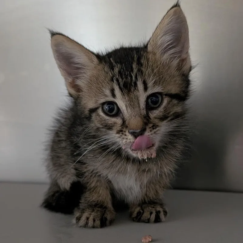 A baby small-sized male Brown / Chocolate Domestic Short Hair cat named Mattery for adoption in Buchanan Dam, TX