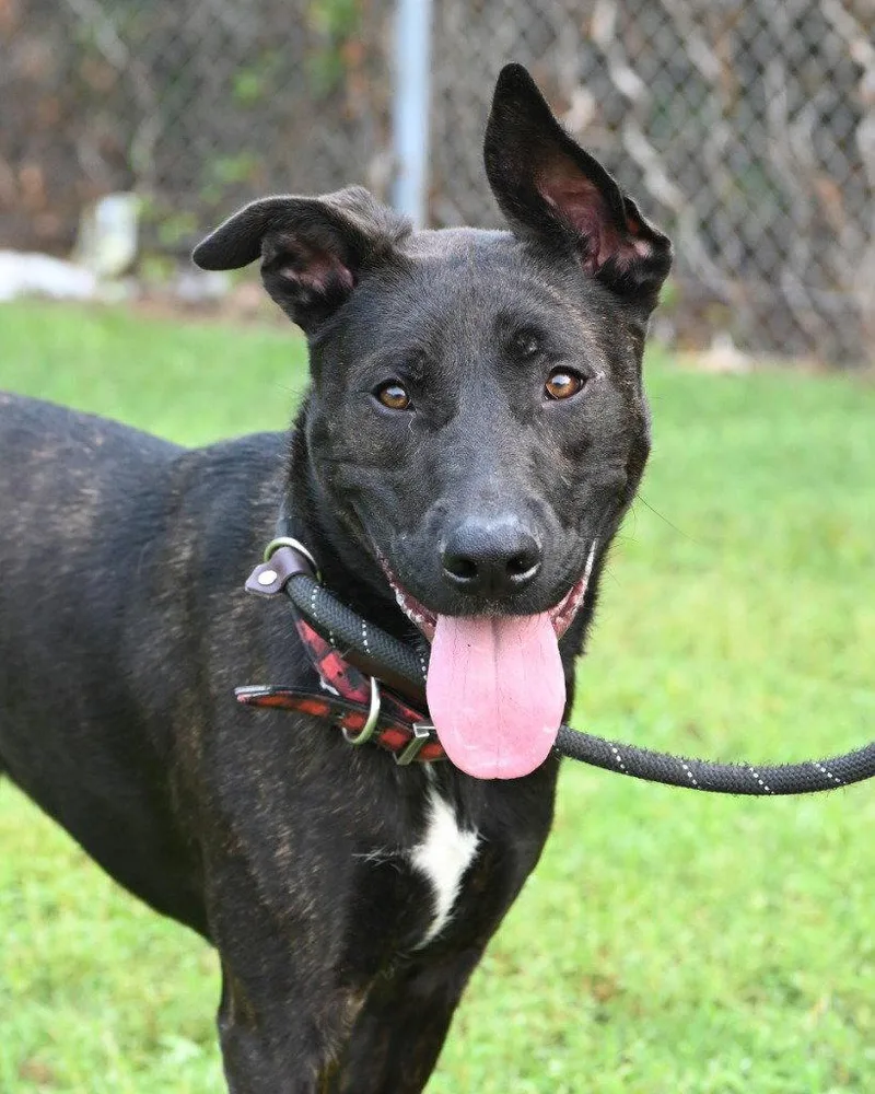 A young medium-sized male Shepherd dog named DA Twin for adoption in Glen Allen, VA