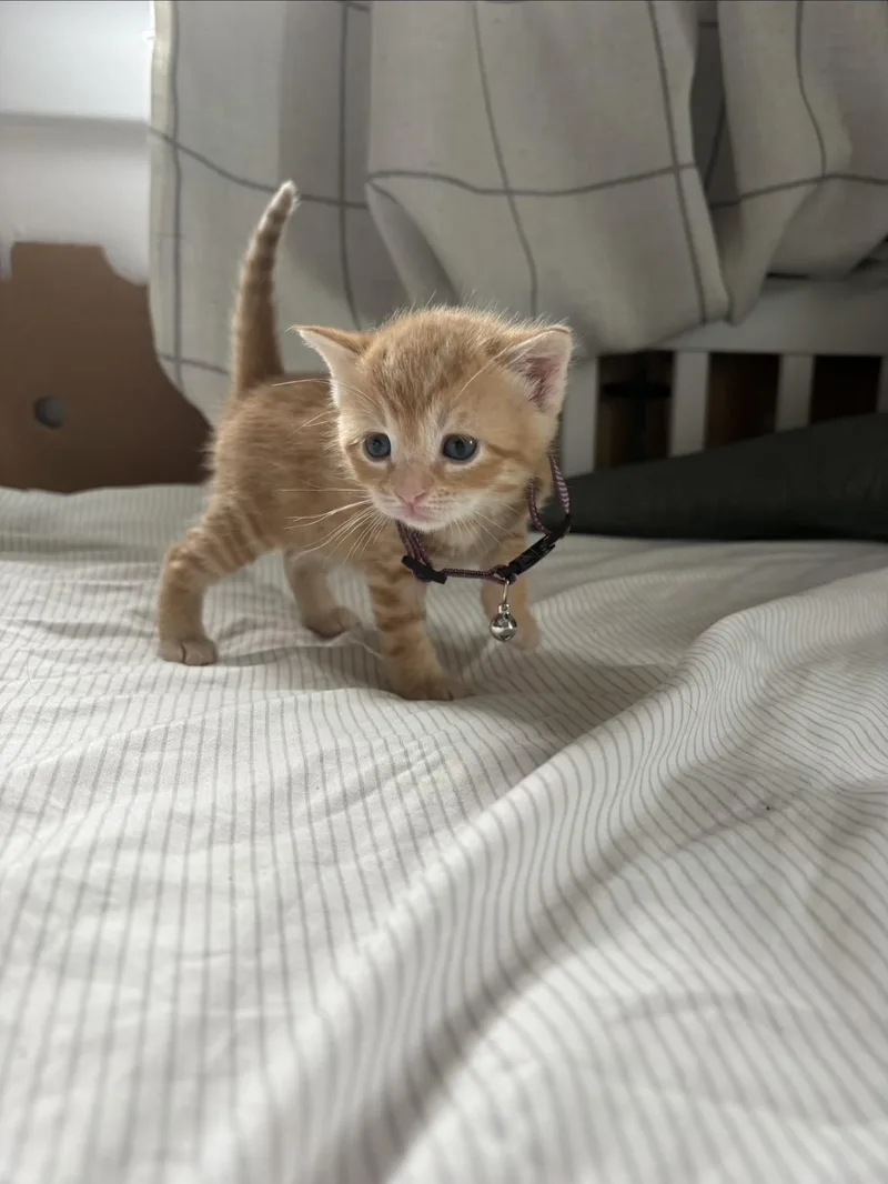 A baby small-sized female Orange / Red Domestic Short Hair cat named Mia Thermopolis for adoption in Turnersville, NJ