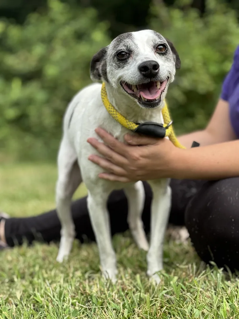 An adult small-sized male White / Cream Parson Russell Terrier dog named Seymour for adoption in Meherrin, VA