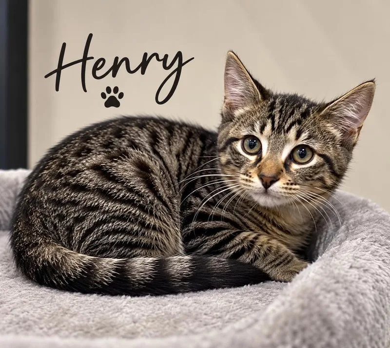 A baby small-sized male Tabby cat named Henry for adoption in Fern Park, FL