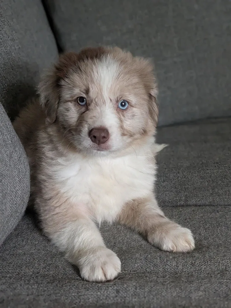 A baby large-sized male Australian Shepherd dog named Mitosos for adoption in Newport, KY