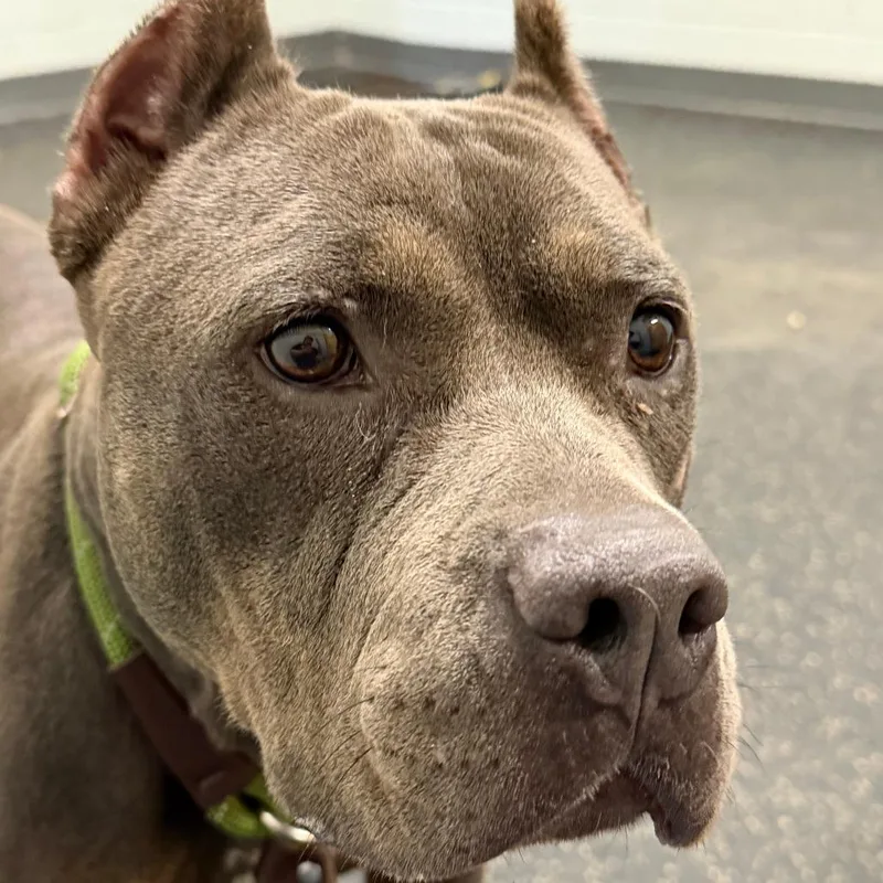 An adult medium-sized female Gray / Blue / Silver Pit Bull Terrier dog named Rhonda for adoption in Dayton, OH