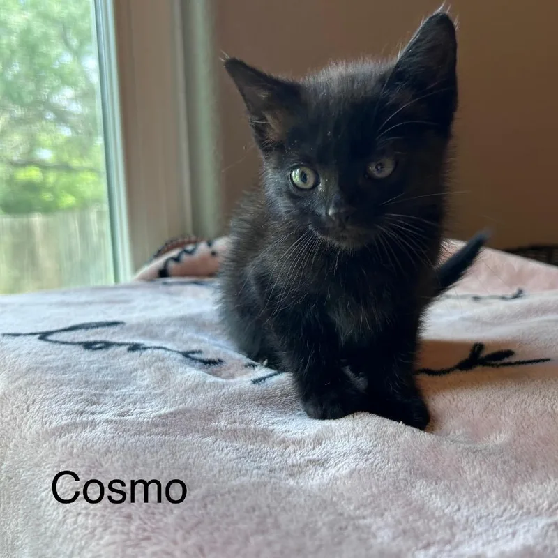 Cosmo