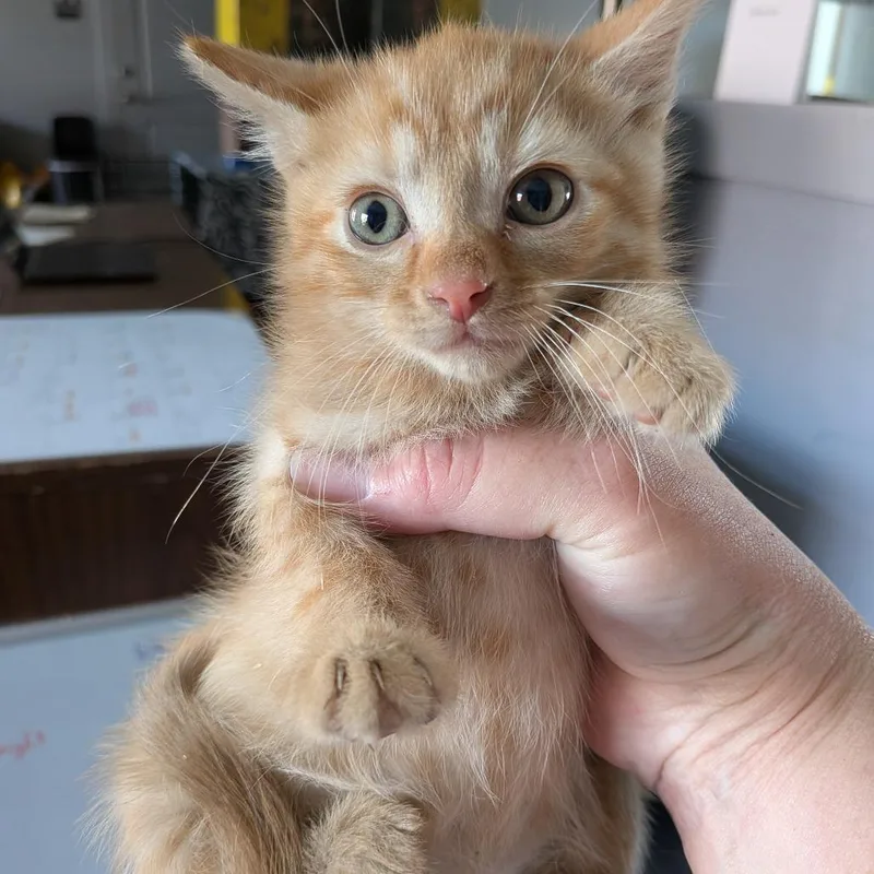 A baby small-sized female Orange / Red Domestic Short Hair cat named Twila for adoption in Fairfax Station, VA