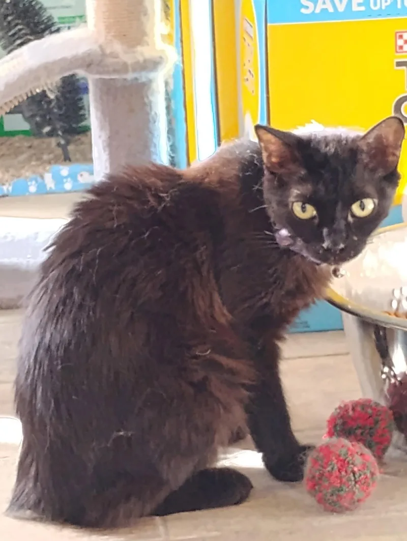 A young small-sized female Bombay cat named Shadow for adoption in Glendale, AZ