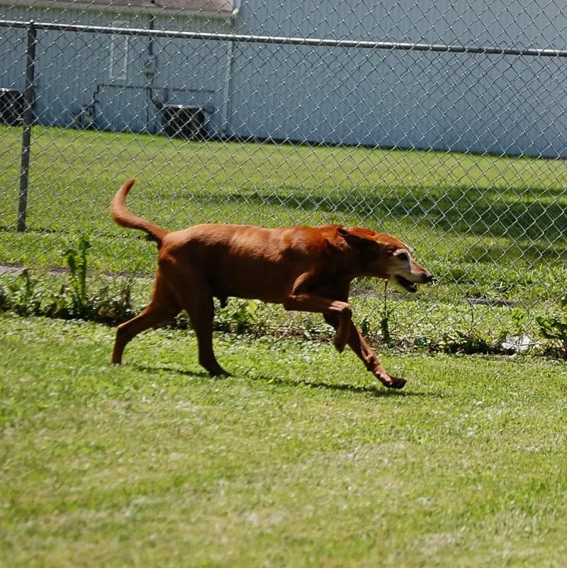 A senior medium-sized male Red / Chestnut / Orange Redbone Coonhound dog named Huckleberry for adoption in Anderson, IN