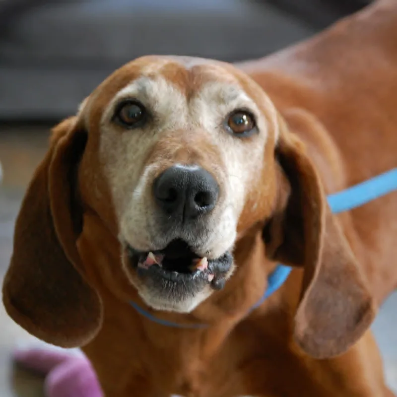 Huckleberry thumbnail 3