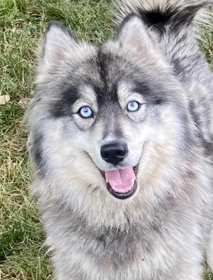 An adult large-sized female White / Cream Siberian Husky dog named Baltino for adoption in Glasgow, KY