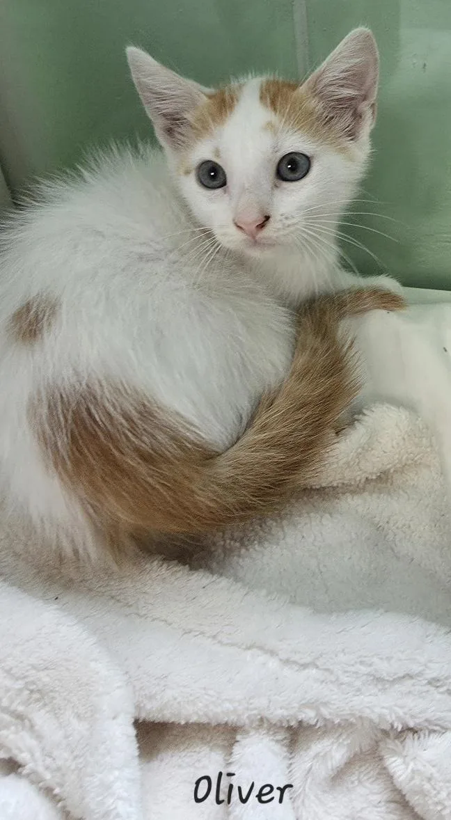 A young medium-sized male Orange & White Domestic Short Hair cat named Oliver for adoption in Key Largo, FL
