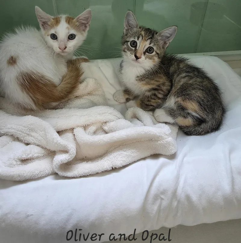 Oliver thumbnail 2