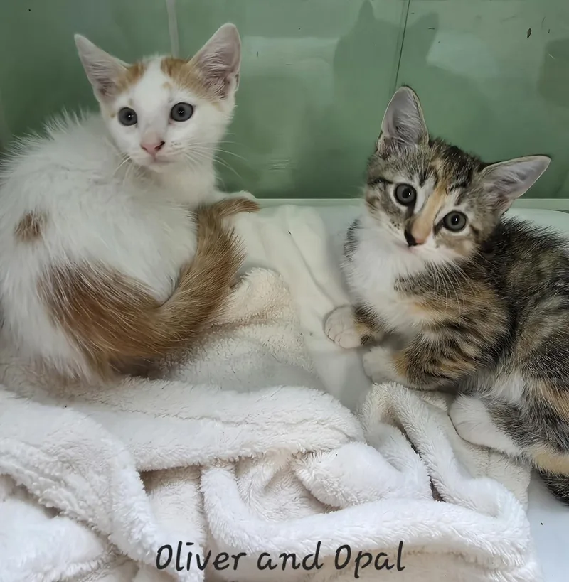 Oliver thumbnail 4