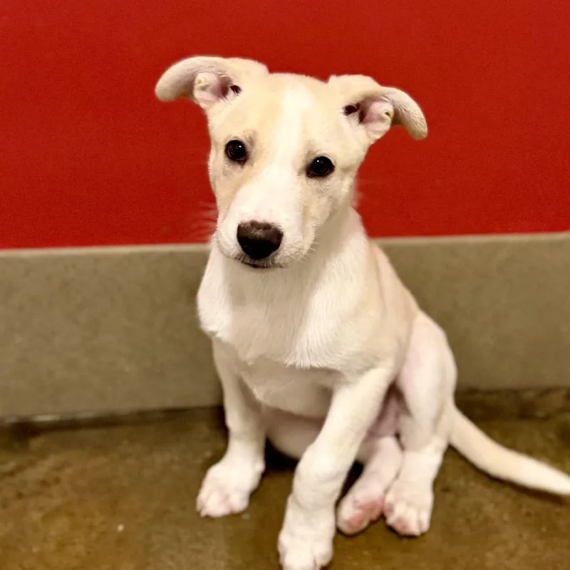 A baby medium-sized female White / Cream Husky dog named Posie for adoption in Green Bay, WI