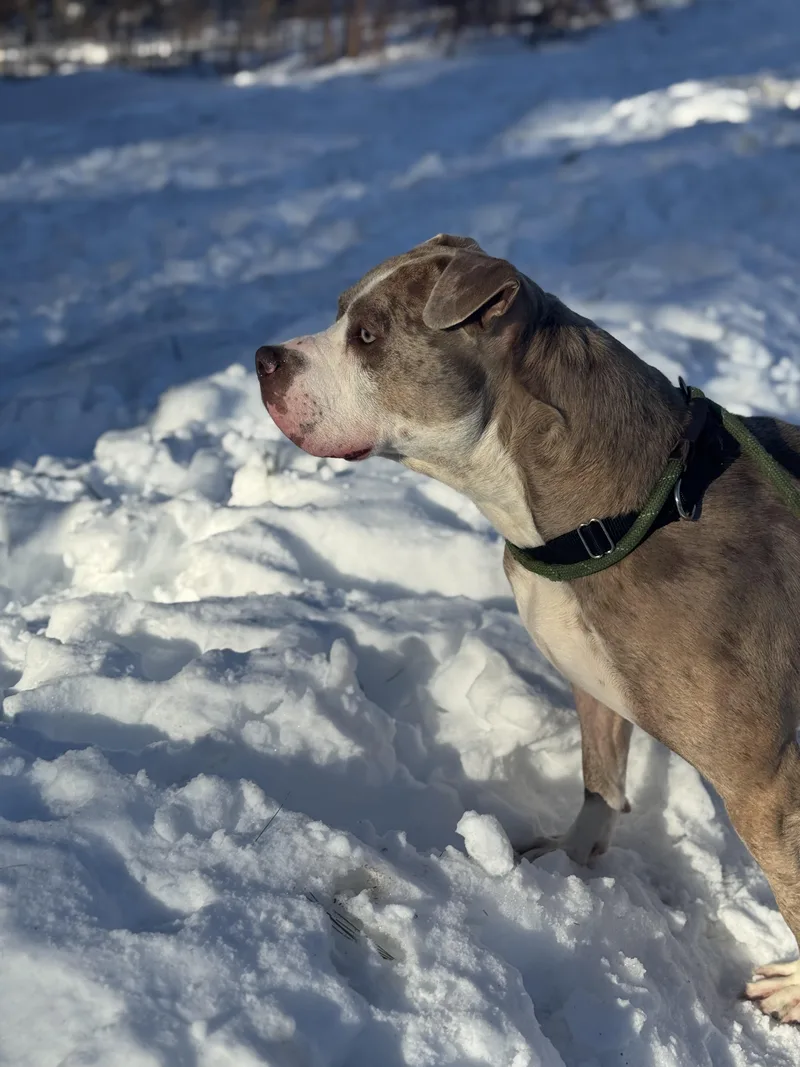 An adult large-sized male Merle (Red) Mixed Breed dog named Dip N Dots for adoption in Vassalboro, ME