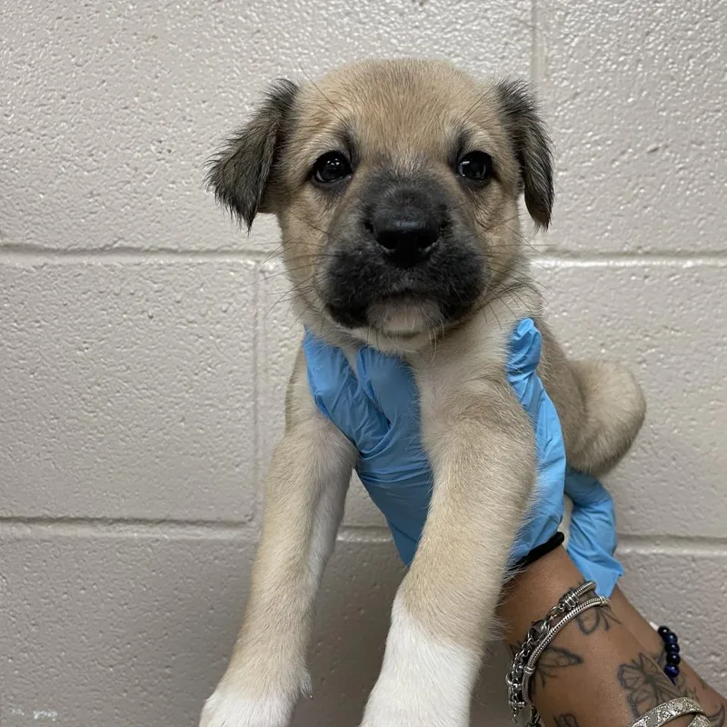 A baby small-sized female Apricot / Beige Great Pyrenees dog named Mj for adoption in Birmingham, AL