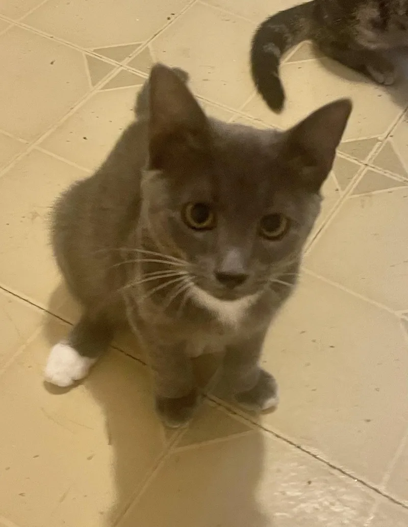 A baby small-sized male Domestic Short Hair cat named Greyson for adoption in Troy, NY