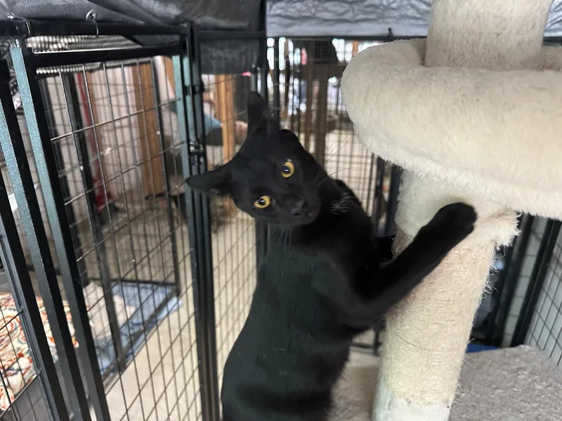 A young medium-sized male Black Domestic Short Hair cat named Chandler for adoption in Midway City, CA