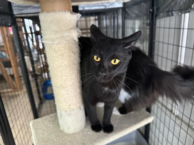 Chandler thumbnail 2