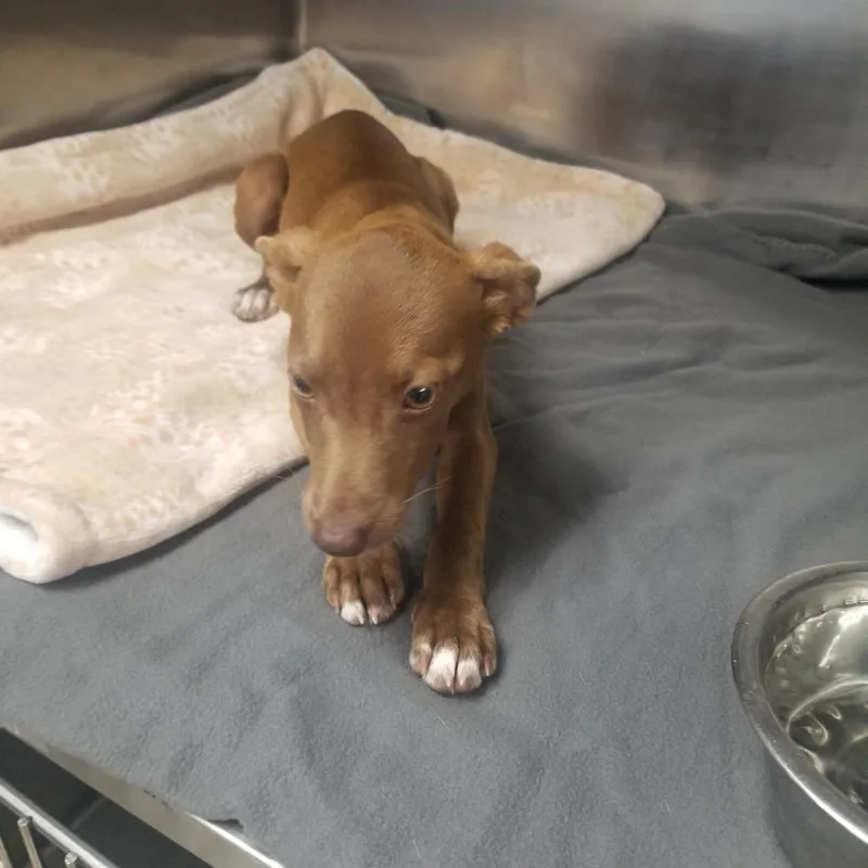 A baby small-sized female Brown / Chocolate Mixed Breed dog named Hazel for adoption in Henderson, KY