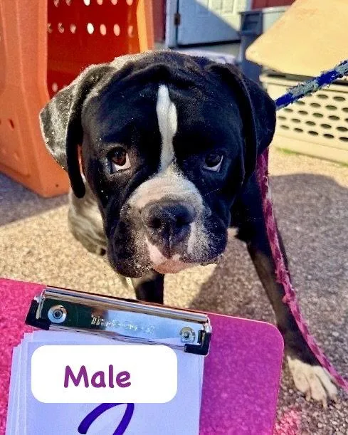 An adult large-sized male Boxer dog named Cincy Bolivia for adoption in Monticello, NY