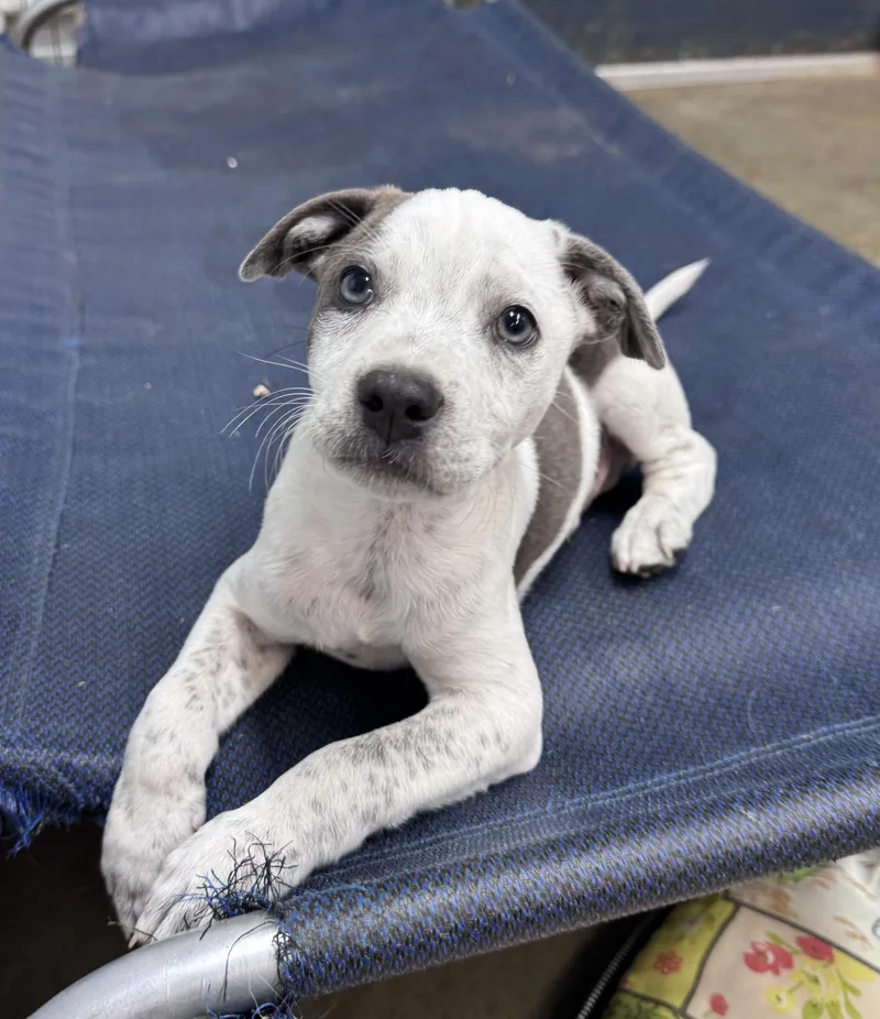 Ranger Buckaroo thumbnail 2