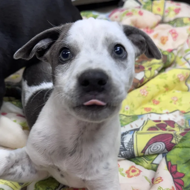A baby medium-sized male White / Cream Wheaten Terrier dog named Ranger Buckaroo for adoption in Andover, MA
