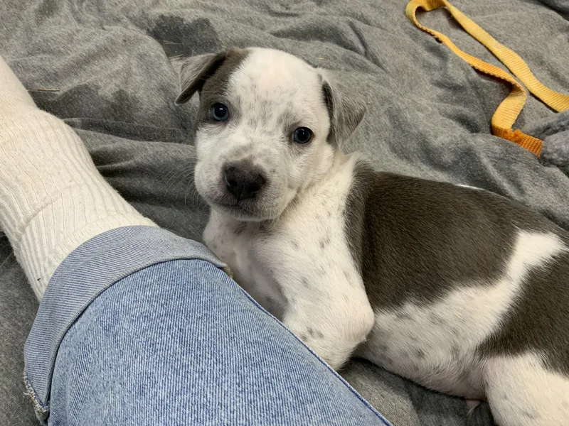 Ranger Buckaroo thumbnail 5