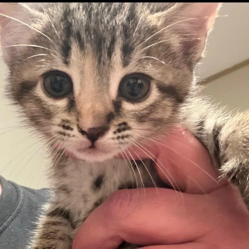 A baby small-sized female Brown / Chocolate Domestic Short Hair cat named Poppy A for adoption in SANTA ROSA BEACH, FL