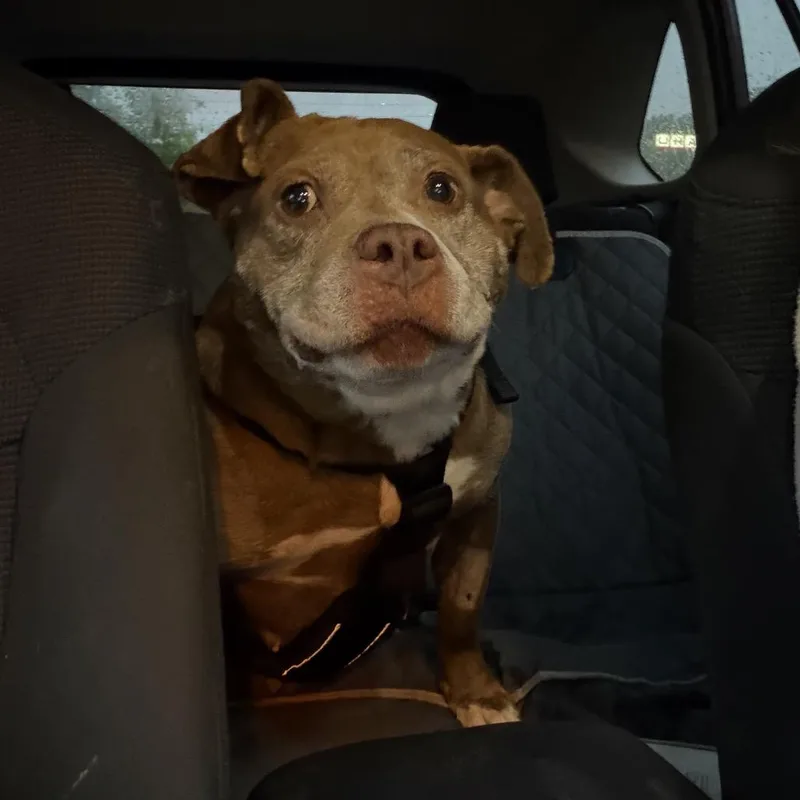 A senior medium-sized female Brown / Chocolate Mixed Breed dog named Molly Polly for adoption in Philadelphia, PA