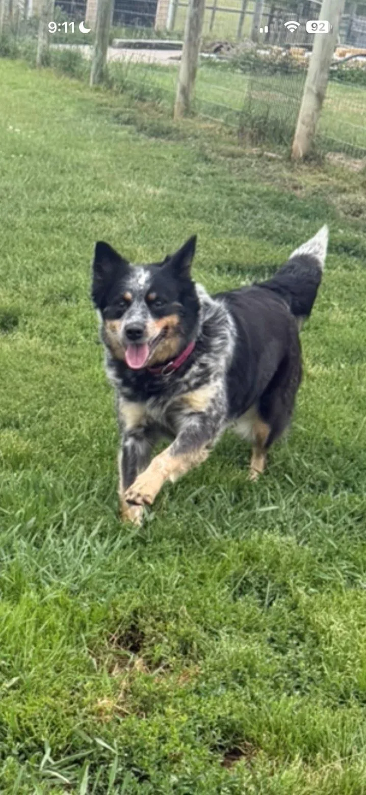 An adult medium-sized female Merle (Blue) Australian Shepherd dog named JoJo for adoption in Augusta, WV