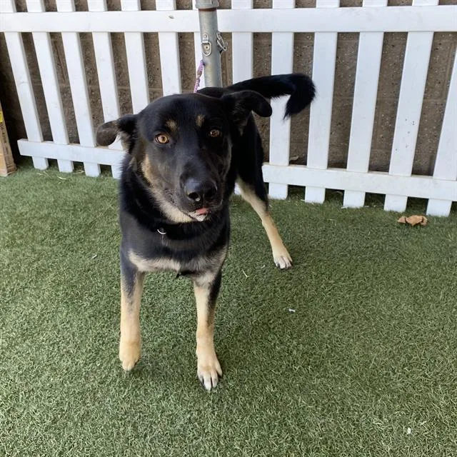 A young small-sized male German Shepherd Dog dog named Mack for adoption in Modesto, CA