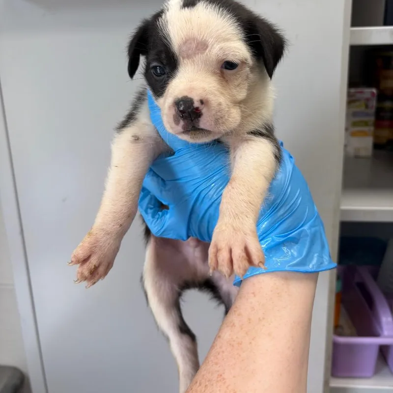 A baby small-sized male Black Mixed Breed dog named Veggie Lo Mein for adoption in LOXAHATCHEE, FL