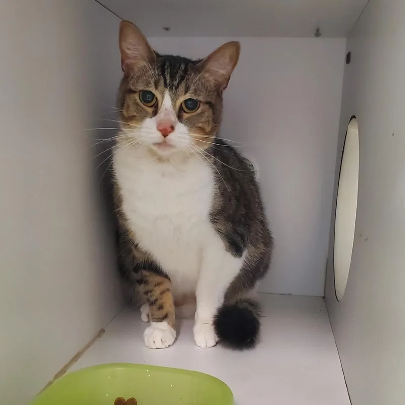 An adult medium-sized female White Domestic Short Hair cat named Princess Leia for adoption in Lake Jackson, TX