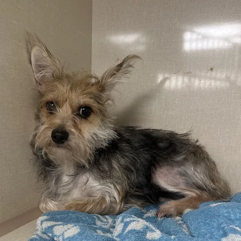 An adult small-sized female Yorkshire Terrier dog named Nova for adoption in Northbrook, IL